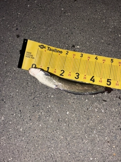 マナマズの釣果