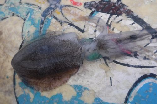 釣果