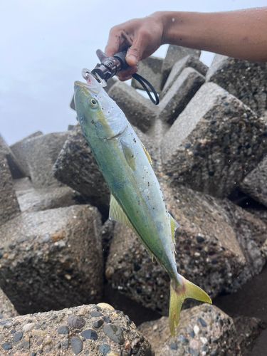 ワカシの釣果