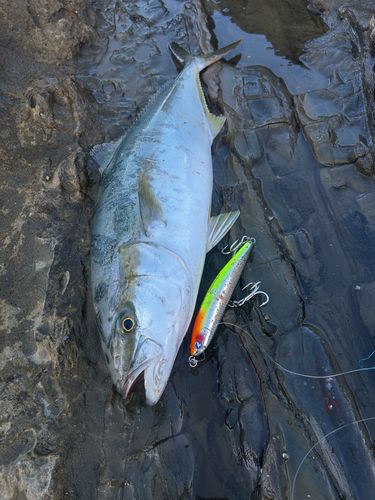 ヒラマサの釣果