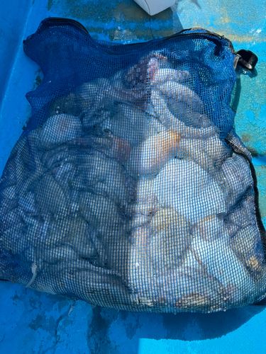 マダコの釣果