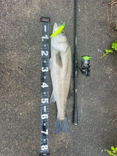 シーバスの釣果