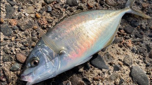 鹿島港魚釣園