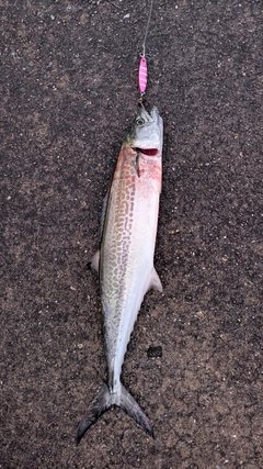 サゴシの釣果