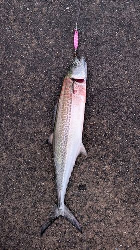 サゴシの釣果