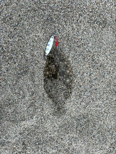 ソゲの釣果