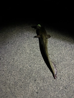 マナマズの釣果