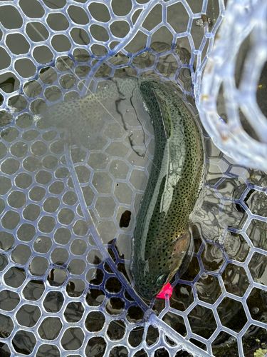 トラウトの釣果