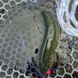 トラウト