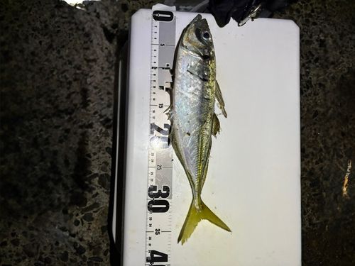 マアジの釣果