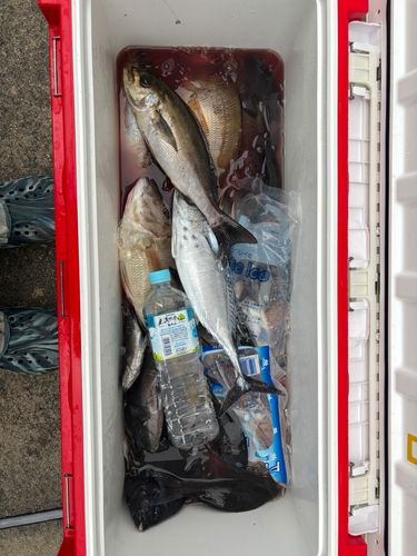 スマガツオの釣果
