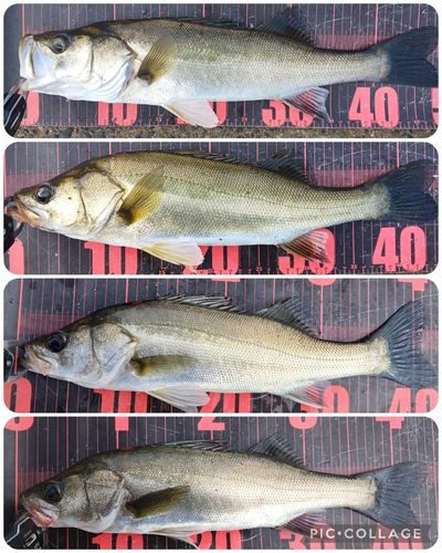 シーバスの釣果
