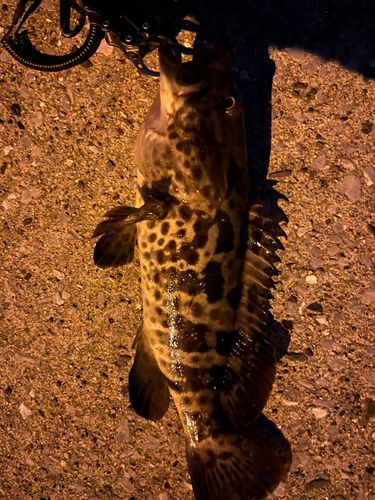 チャイロマルハタの釣果