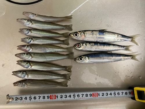 シロギスの釣果