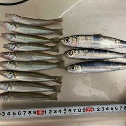 シロギス