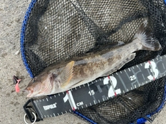 アイナメの釣果
