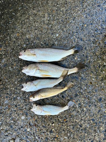 イシモチの釣果
