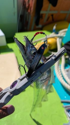 タチウオの釣果