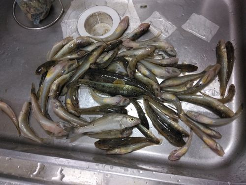 マハゼの釣果