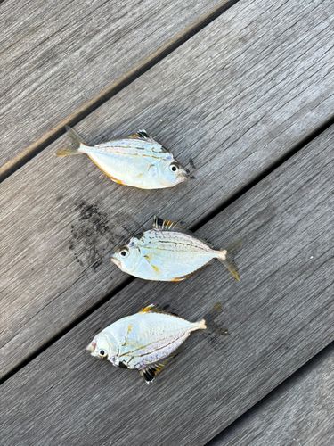 ヒイラギの釣果