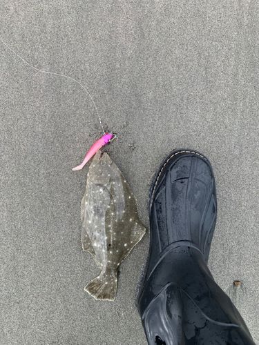 ソゲの釣果
