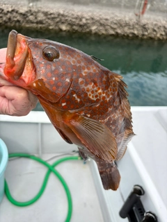キジハタの釣果