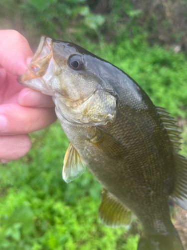 ラージマウスバスの釣果