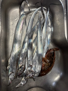 タチウオの釣果