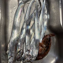 タチウオ