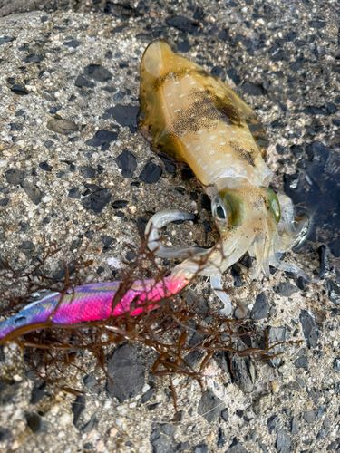 アオリイカの釣果