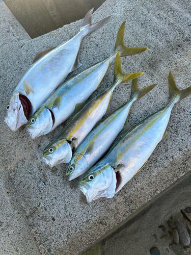 カンパチの釣果