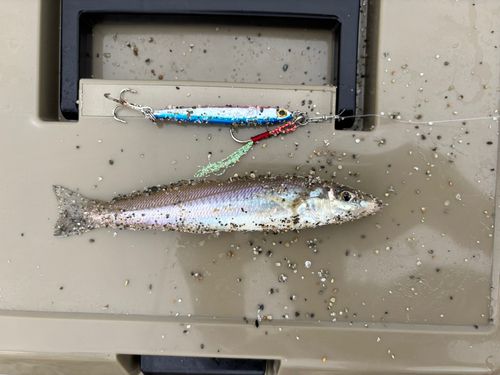シロギスの釣果