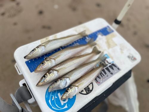 キスの釣果