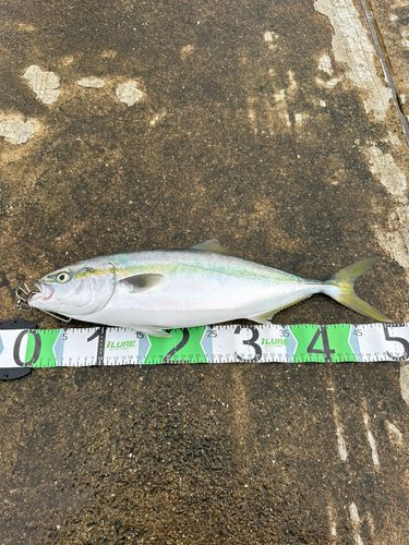 ハマチの釣果