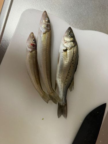 三河湾