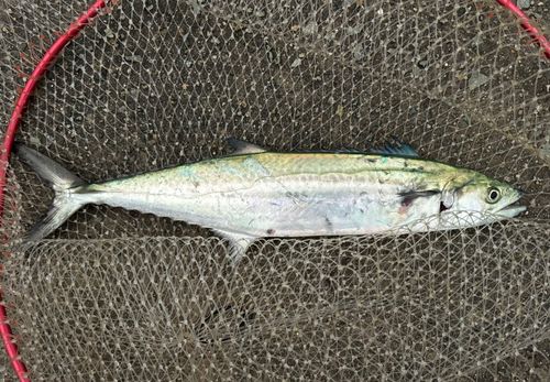 サゴシの釣果