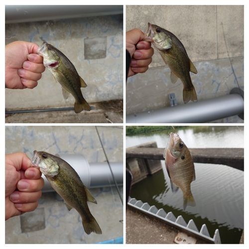 ラージマウスバスの釣果