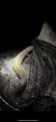 アナゴの釣果