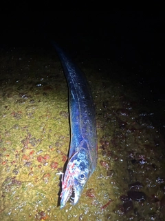 タチウオの釣果