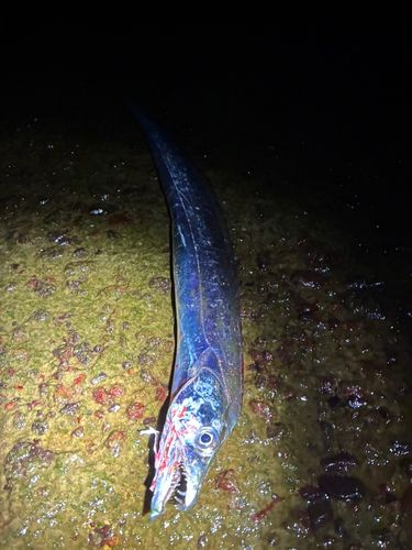 タチウオの釣果