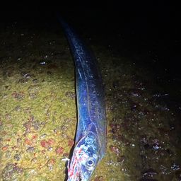 タチウオ