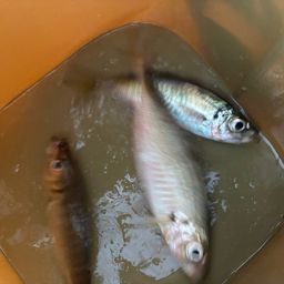 アジ