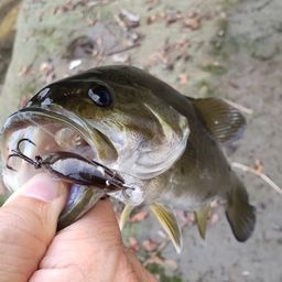 スモールマウスバス
