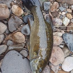 スモールマウスバス