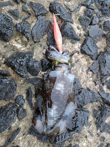 アオリイカの釣果