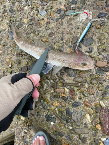 エソの釣果