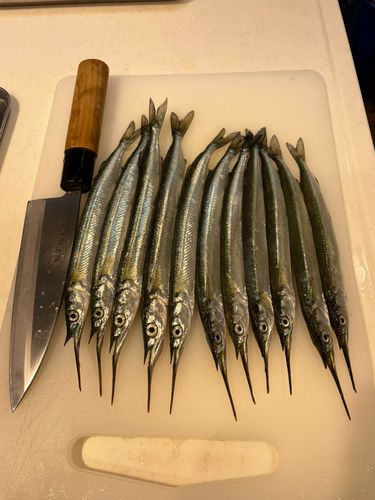 サヨリの釣果