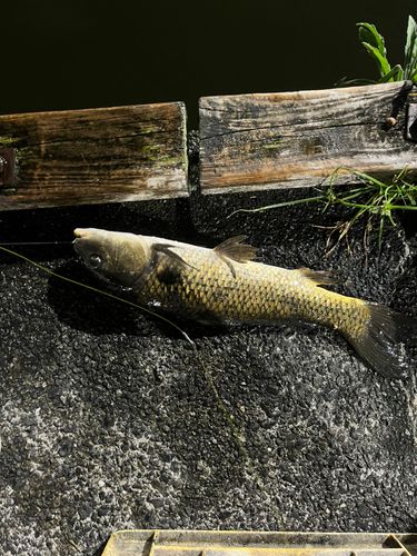 市ヶ谷フィッシュセンター