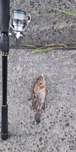 アラカブの釣果
