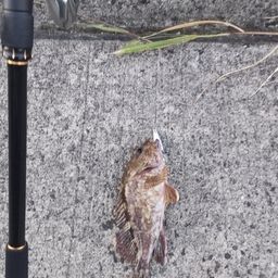 アラカブ